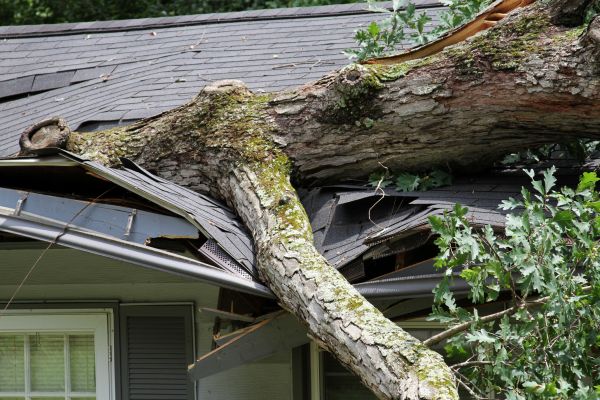 Cost of Storm Remediation in Palm City